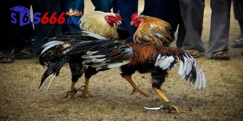 Chơi game an toàn tại sảnh Digmaan