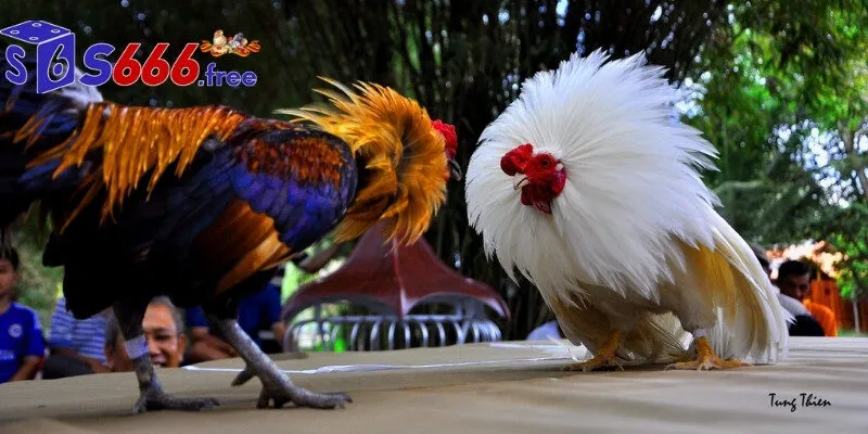 Nguyên tắc thi đấu đá gà S666