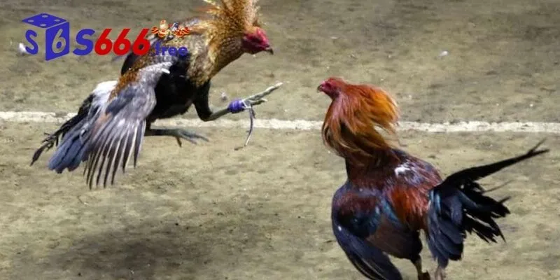 Nhiều trận đấu khác nhau tại sảnh Digmaan