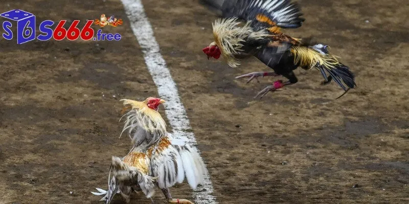 Sảnh Sv388 tổ chức thi đấu như thế nào?