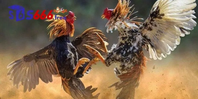 Sơ lược tổng quan sảnh Digmaan